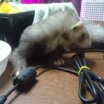 フェレットが病気に。インスリノーマ？